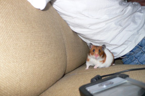 My hamster Lucy's HamsterTracker(tm)-Report.