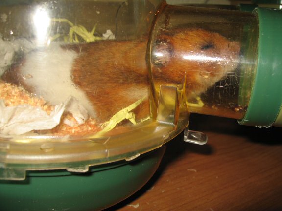 My hamster Lucy's Loungin' Lazy.