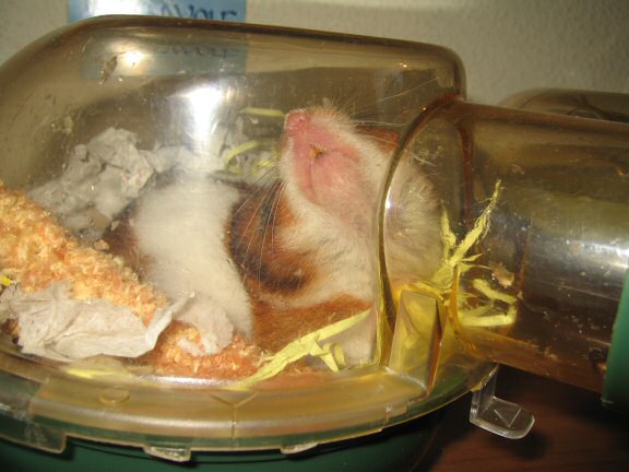 My hamster Lucy's Loungin' Lazy.