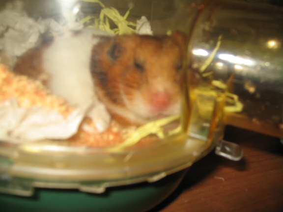My hamster Lucy's Loungin' Lazy.