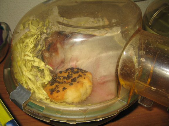 My hamster Lucy's guarding her treat.