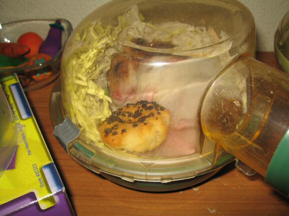 My hamster Lucy's guarding her treat.