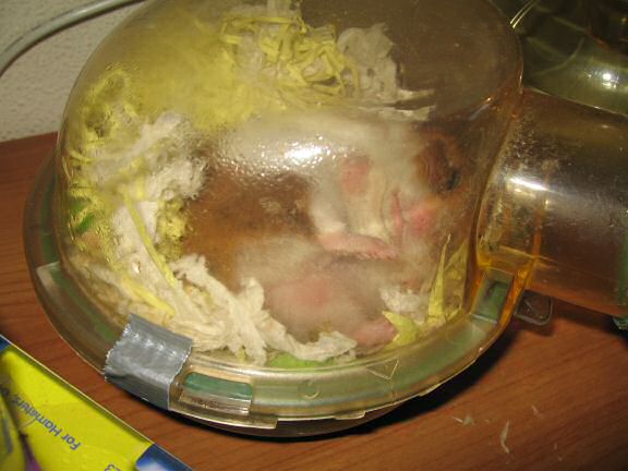 My hamster Lucy's sleeping on her side, almost on her back.