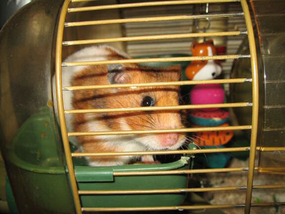 My hamster Lucy's Persuasiveness.