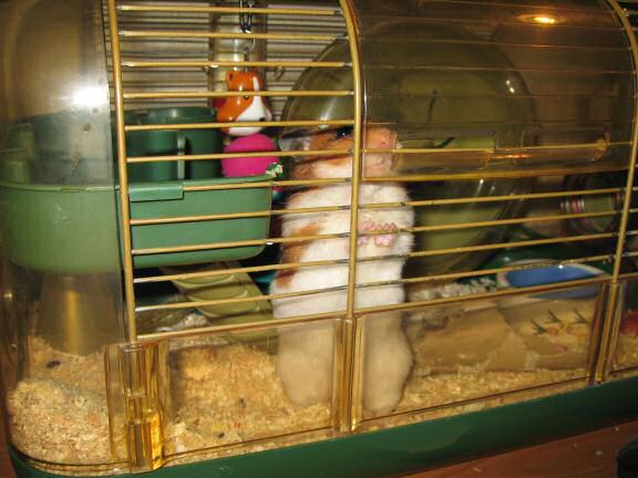 My hamster Lucy's Persuasiveness.