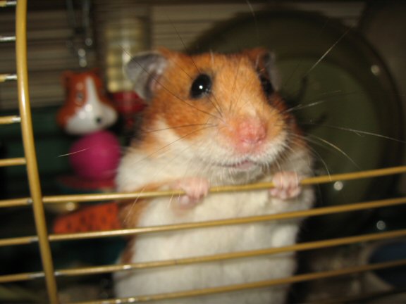 My hamster Lucy's Persuasiveness.