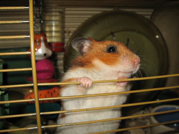 My hamster Lucy's Persuasiveness.