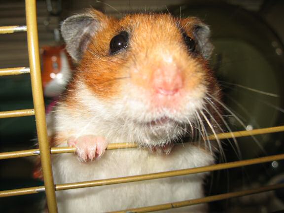 My hamster Lucy's Persuasiveness.