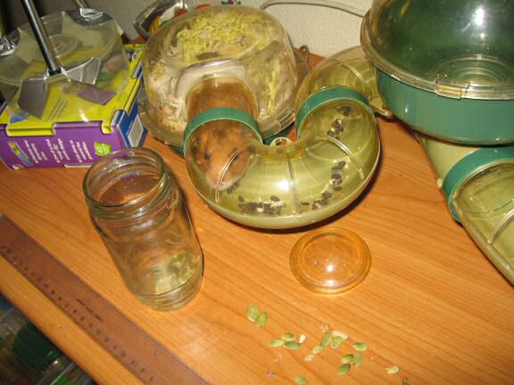 My hamster Lucy's Persuasiveness part II.