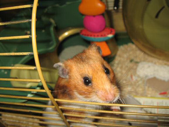 My hamster Lucy's Persuasiveness part II.