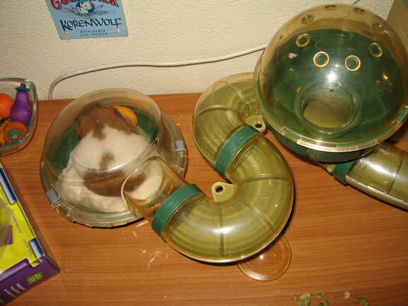 My hamster Lucy's Persuasiveness part II.