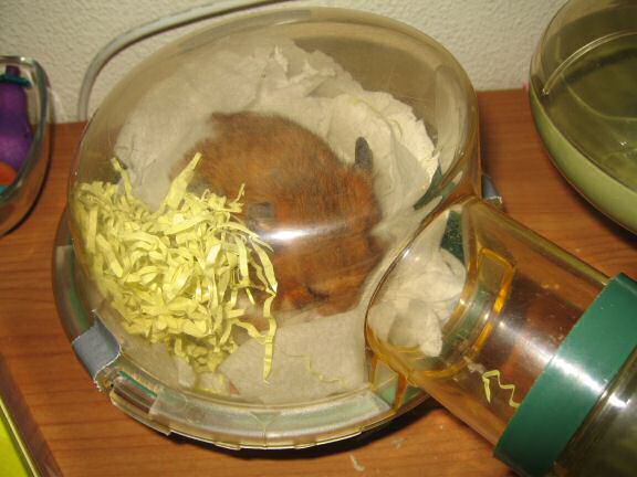 My hamster Lucy's Bedroom Clean Aftermath.