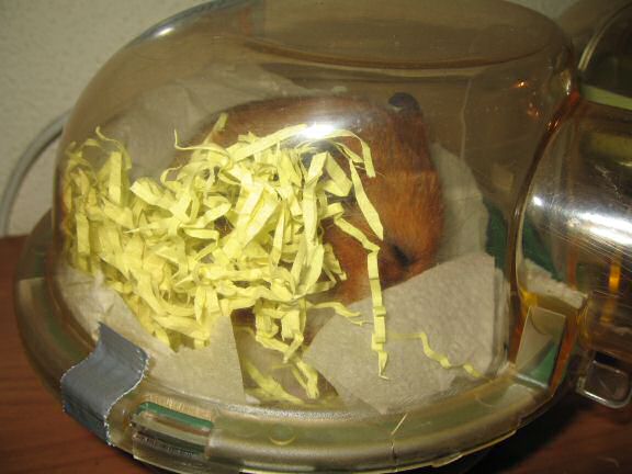 My hamster Lucy's Bedroom Clean Aftermath.