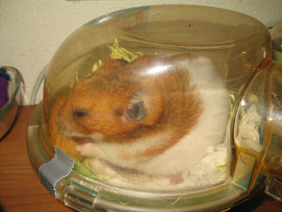 My hamster Lucy's Bedroom Clean Aftermath.