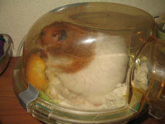 My hamster Lucy's Bedroom Clean Aftermath.