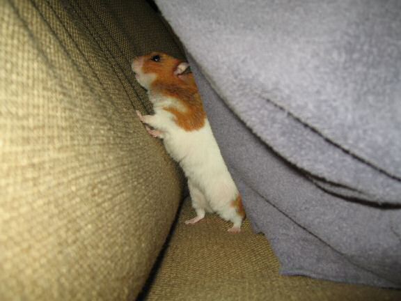 My hamster Lucy pre-birthday fun on the couch.