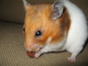 My hamster Lucy pre-birthday fun on the couch.