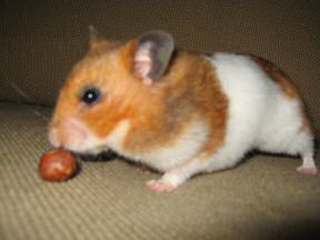 My hamster Lucy pre-birthday fun on the couch.