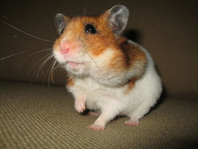 My hamster Lucy pre-birthday fun on the couch.