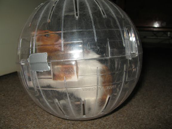 My hamster Lucy's first birthday.