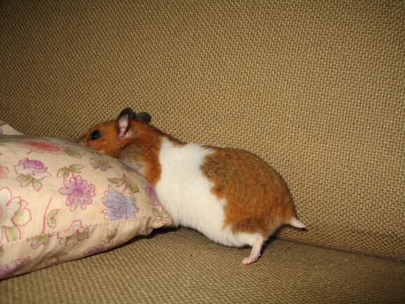 My hamster Lucy's first birthday.