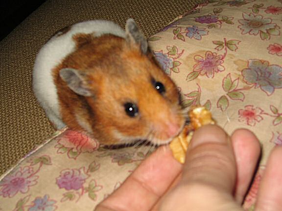 My hamster Lucy's first birthday.