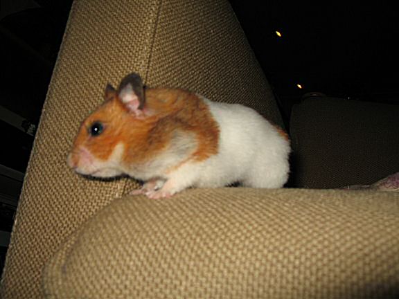 My hamster Lucy's reaction on expanding the HamsterTracker(tm)-Dream Machine with a second graphics card.