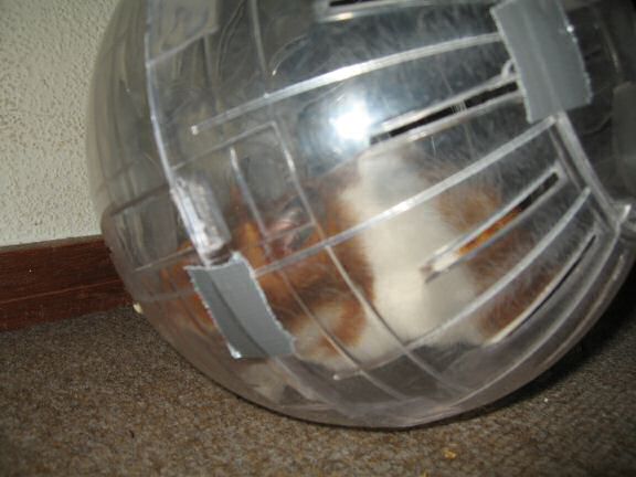 Quality time with my hamster Lucy.