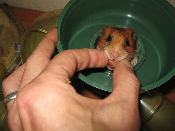 Teasing my hamster Lucy.