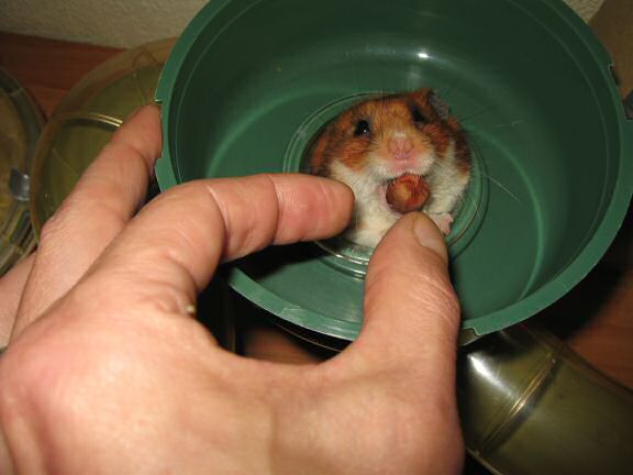 Teasing my hamster Lucy.