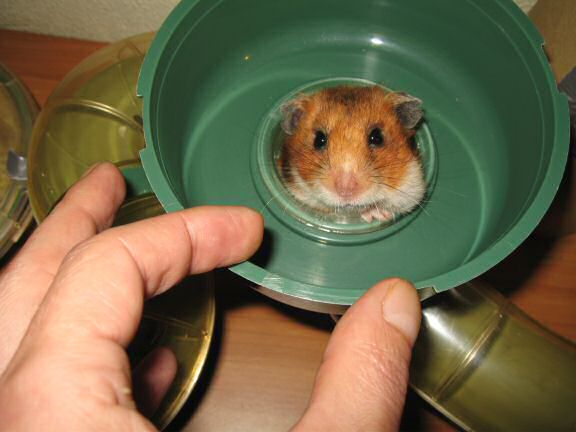 Teasing my hamster Lucy.