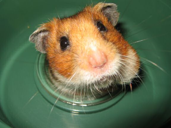 Teasing my hamster Lucy.