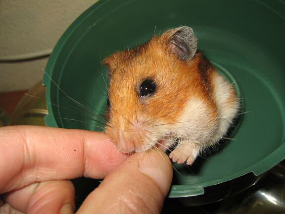 Teasing my hamster Lucy.