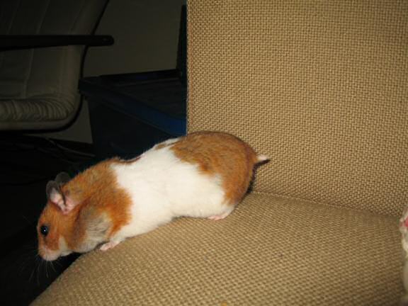 My hamster Lucy gave me the most AWESOME bithday gift.