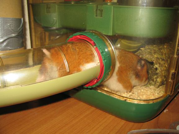 My hamster Lucy enjoying her Herb 'n' Hide.