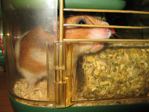 My hamster Lucy enjoying her Herb 'n' Hide.