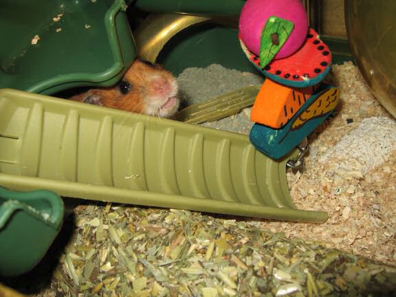 My hamster Lucy enjoying her Herb 'n' Hide.