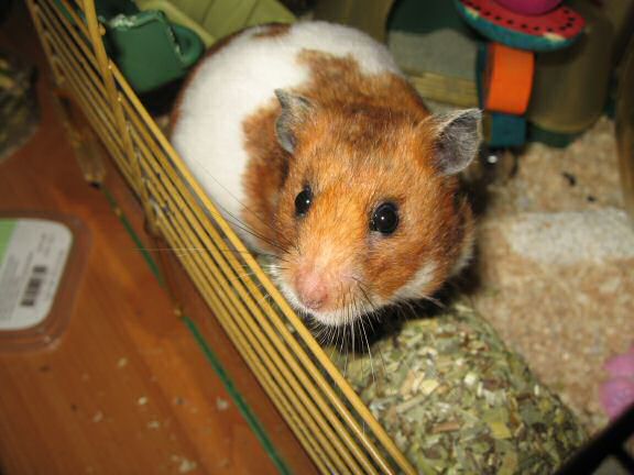 My hamster Lucy enjoying her Herb 'n' Hide.