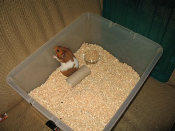 Cleaning my hamster Lucy's cage.