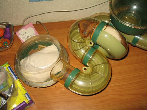 Cleaning my hamster Lucy's cage.