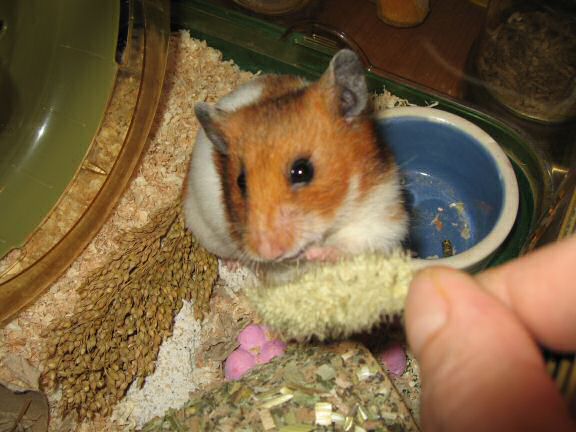 My hamster Lucy's enjoying her first 'Nibble Potpourri'.