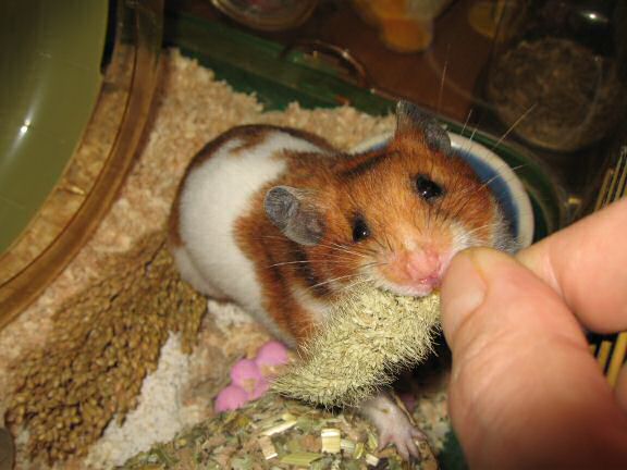 My hamster Lucy's enjoying her first 'Nibble Potpourri'.