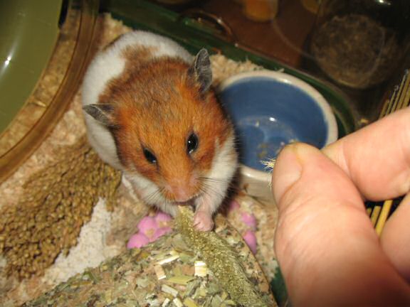 My hamster Lucy's enjoying her first 'Nibble Potpourri'.