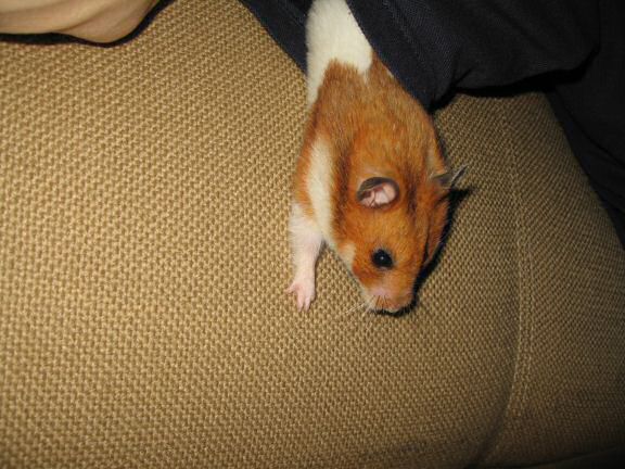 My hamster Lucy's has nothin' up her sleeve'.