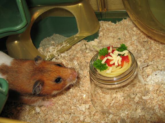 My hamster Lucy enjoying her Simple Pasta dish.
