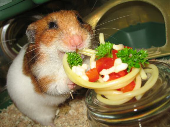 Simple Pasta for my Hamster Lucy.