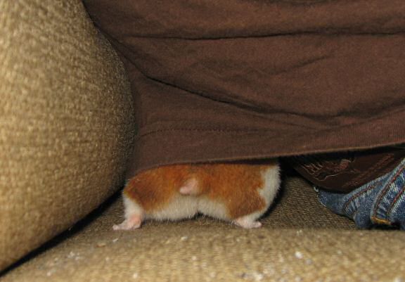 More 'Hide & Seek' with my hamster Lucy.