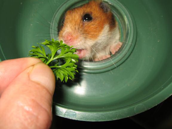 My hamster Lucy enjoying parsley.
