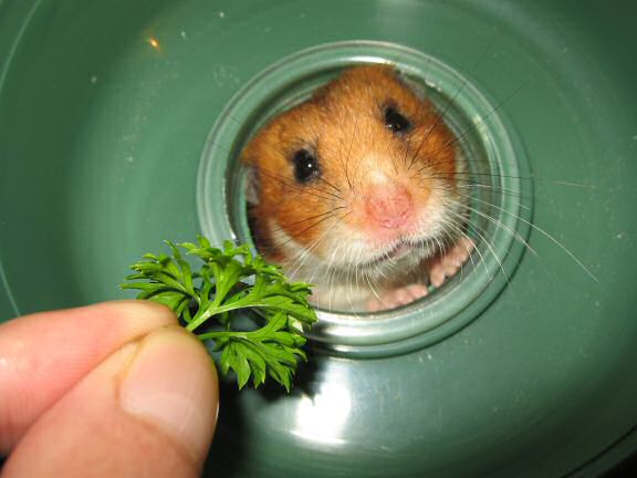 My hamster Lucy enjoying parsley.