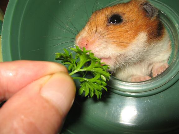 My hamster Lucy enjoying parsley.